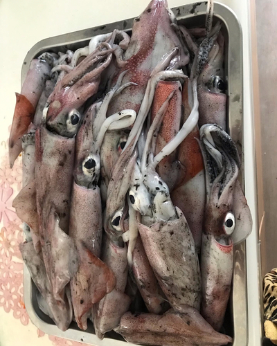 シロイカの釣果