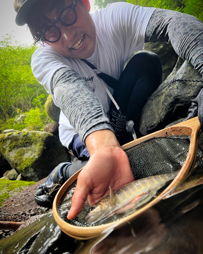 ニッコウイワナの釣果