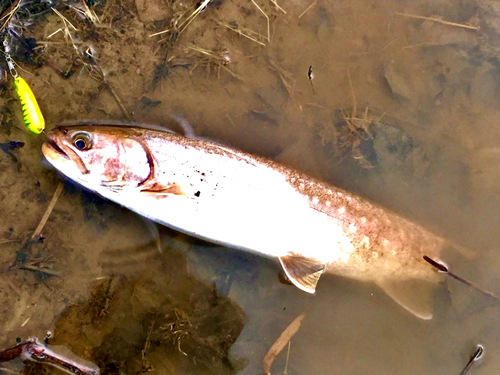 アメマスの釣果