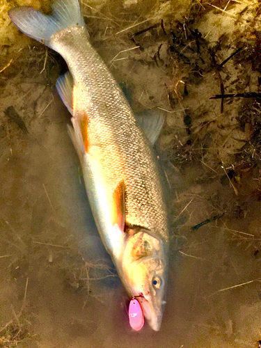 ウグイの釣果