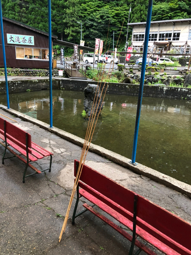 ニジマスの釣果