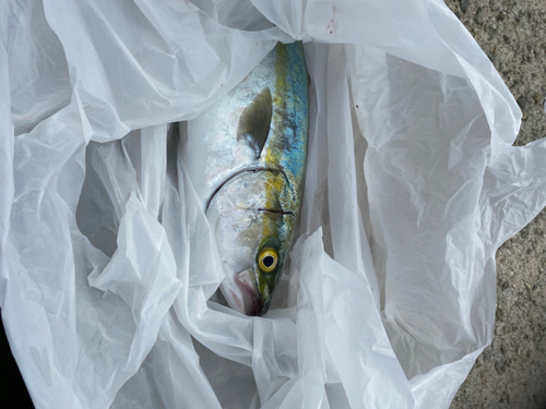 ツバスの釣果