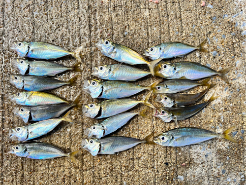 アジの釣果