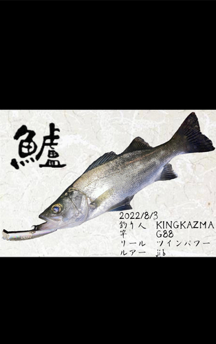 シーバスの釣果