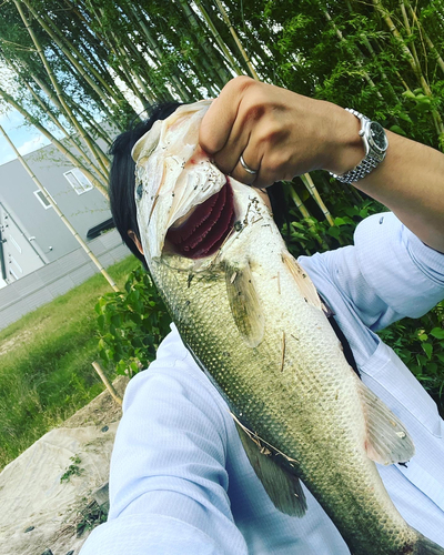 ブラックバスの釣果