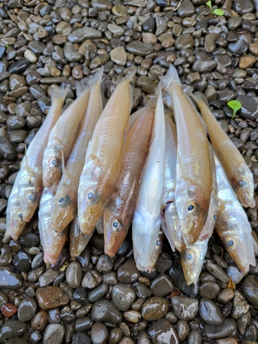 キスの釣果