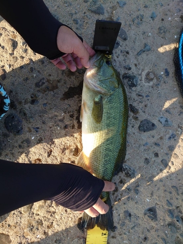 ブラックバスの釣果