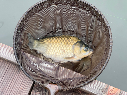 ヘラブナの釣果