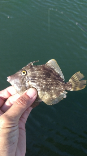 カワハギの釣果