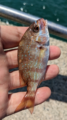 タイの釣果