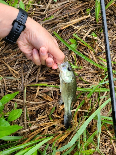 ラージマウスバスの釣果