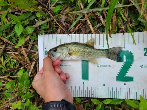 ラージマウスバスの釣果