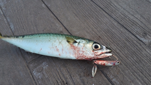 サバの釣果