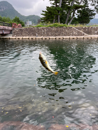 フグの釣果