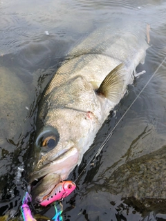 スズキの釣果