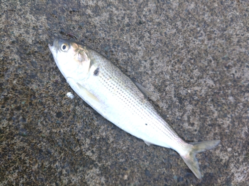 コノシロの釣果