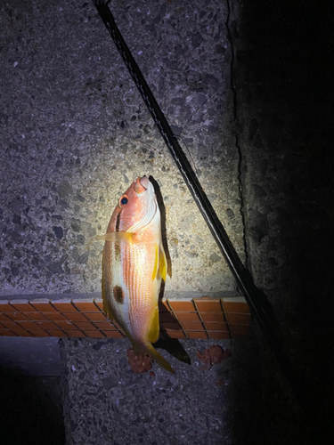 ヨコスジフエダイの釣果