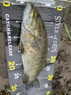 スモールマウスバスの釣果