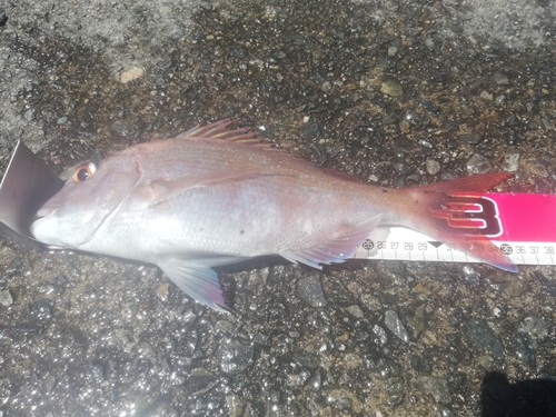 マダイの釣果