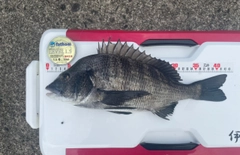 クロダイの釣果
