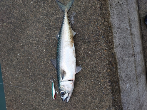 サバの釣果