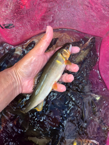 アユの釣果