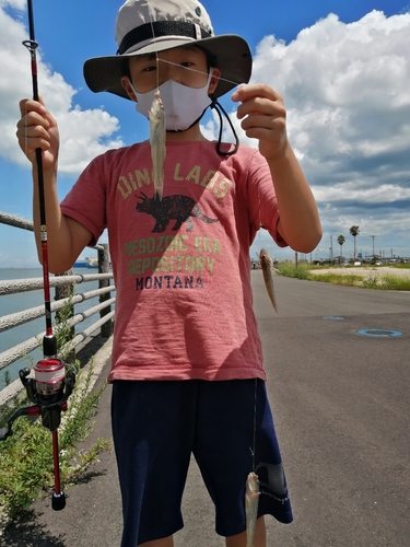 マハゼの釣果