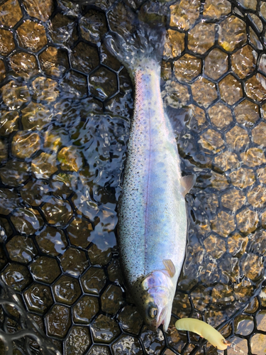 ニジマスの釣果