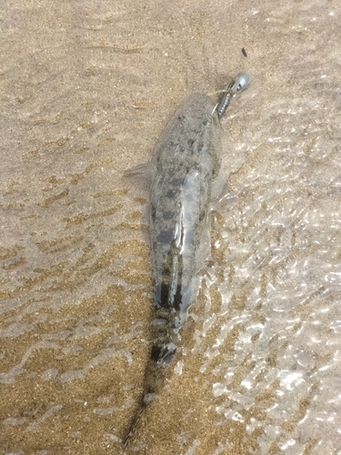 コチの釣果