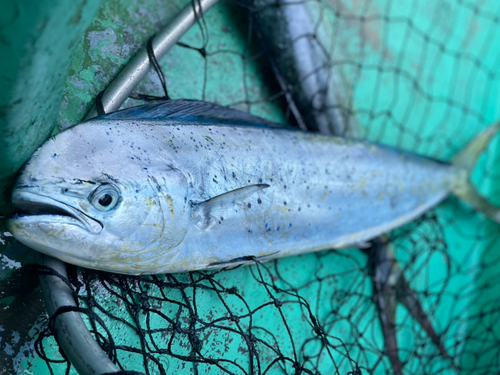 シイラの釣果