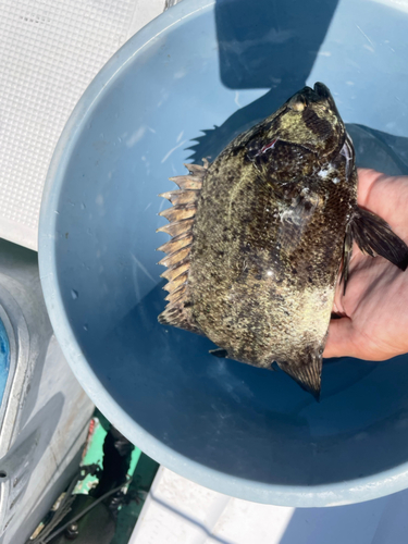 マツダイの釣果