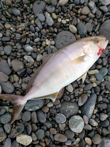 ショゴの釣果