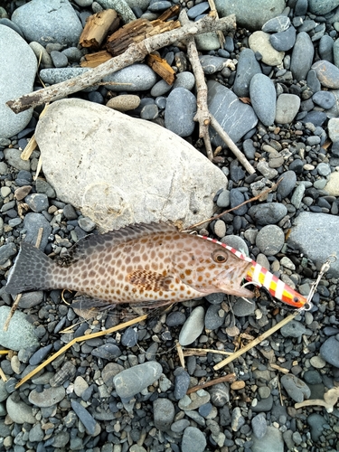 オオモンハタの釣果