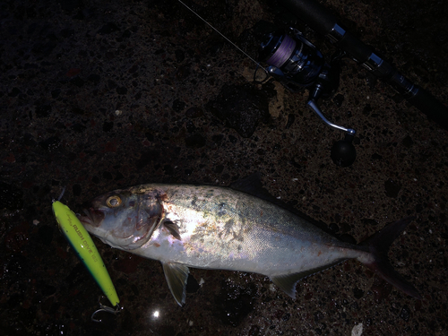 カンパチの釣果