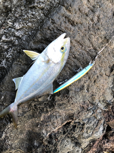 ショゴの釣果