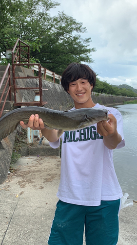 ナマズの釣果