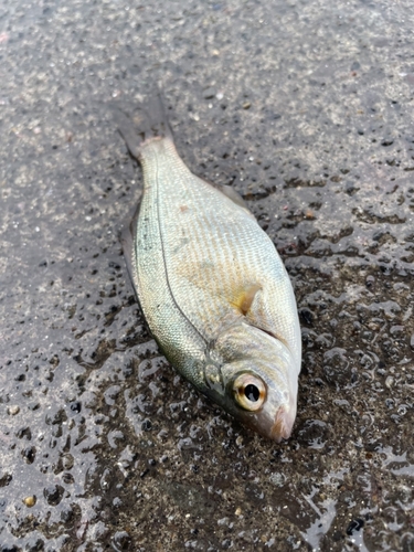 ウミタナゴの釣果