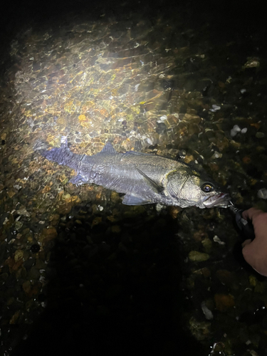 スズキの釣果