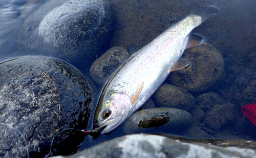 ニジマスの釣果