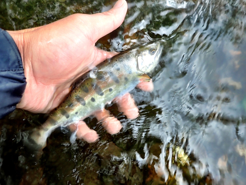 ヤマメの釣果