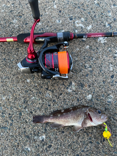 メバルの釣果