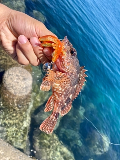 アラカブの釣果