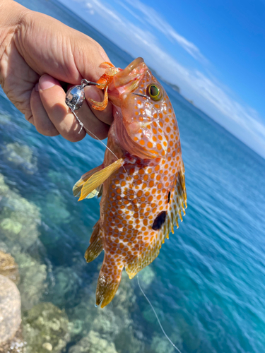 キジハタの釣果