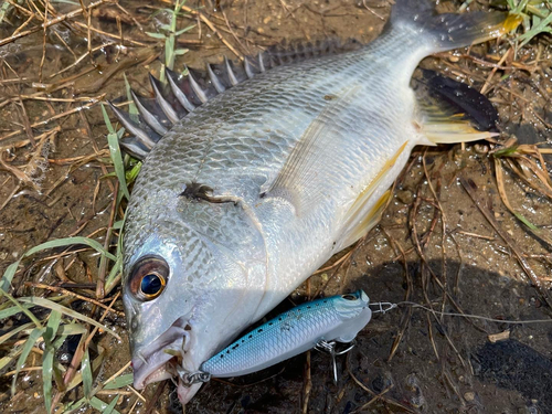 キビレの釣果