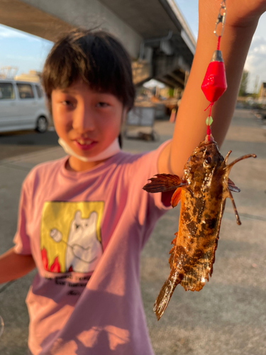 ハオコゼの釣果