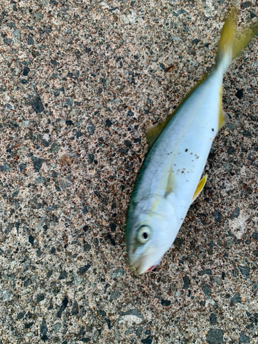 ワカシの釣果