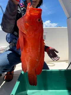 アザハタの釣果