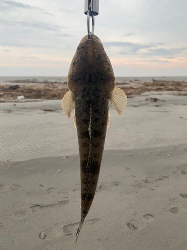 コチの釣果