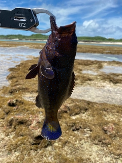 アオノメハタの釣果