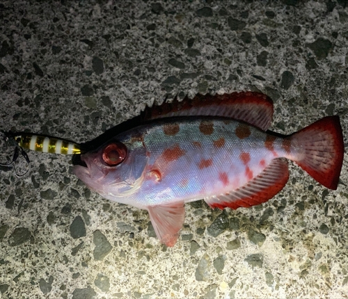 ゴマヒレキントキの釣果